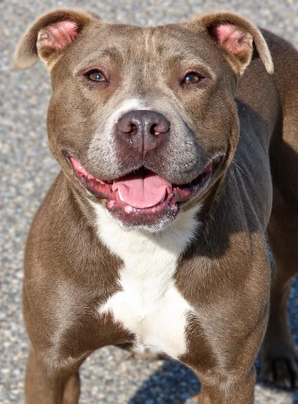 An adult medium-sized female Gray / Blue / Silver Pit Bull Terrier dog named Aries for adoption in Amityville, NY