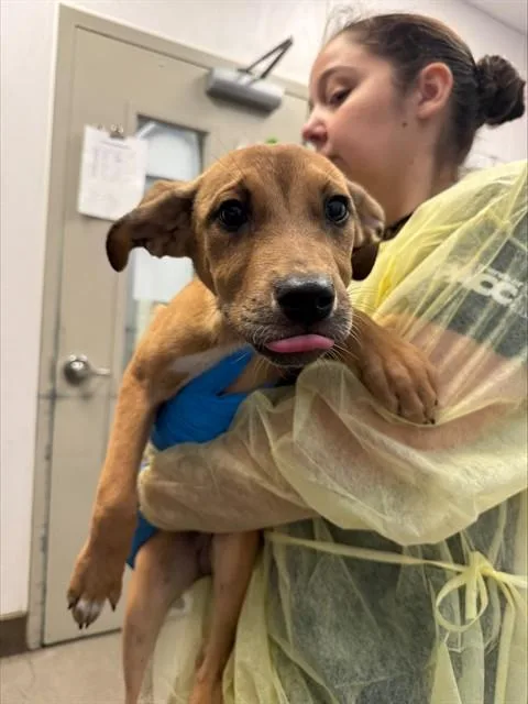 A baby small-sized male German Shepherd Dog dog named Gatsby for adoption in Tucson, AZ