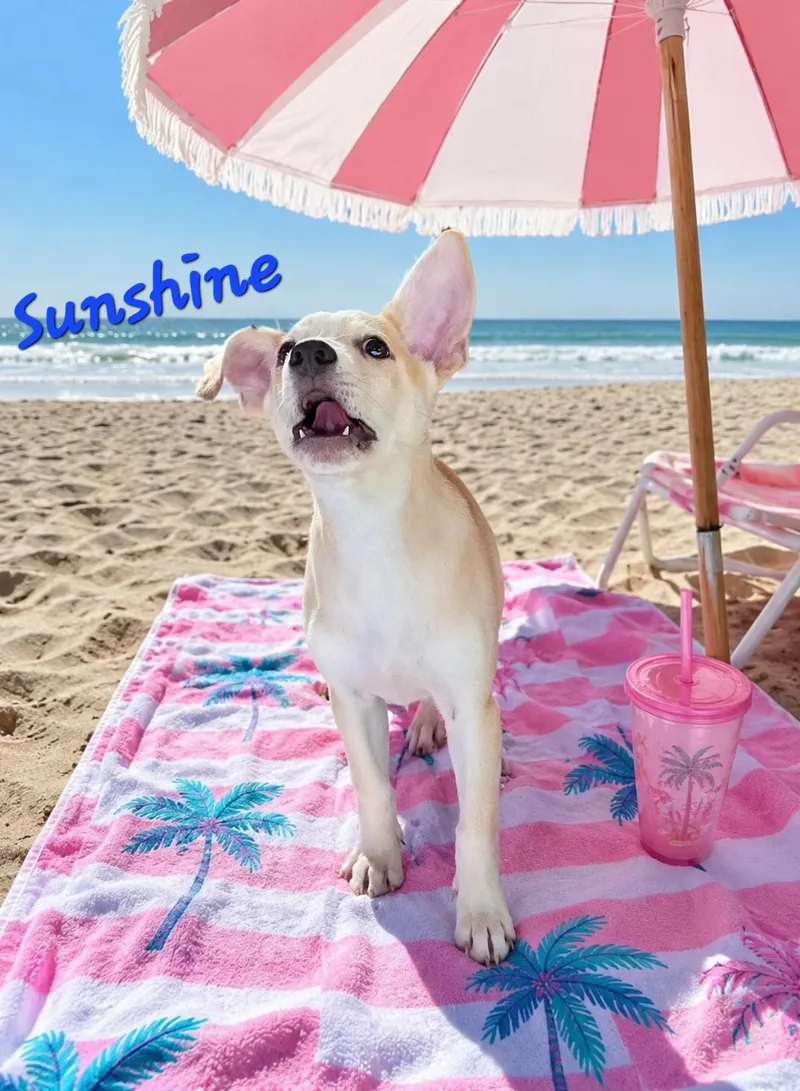 Sunshine thumbnail 2
