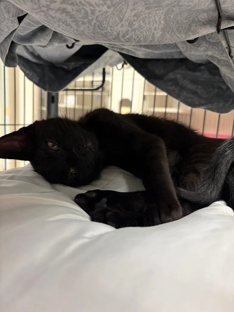 A baby small-sized female Domestic Short Hair cat named Echo for adoption in Johnson City, TN