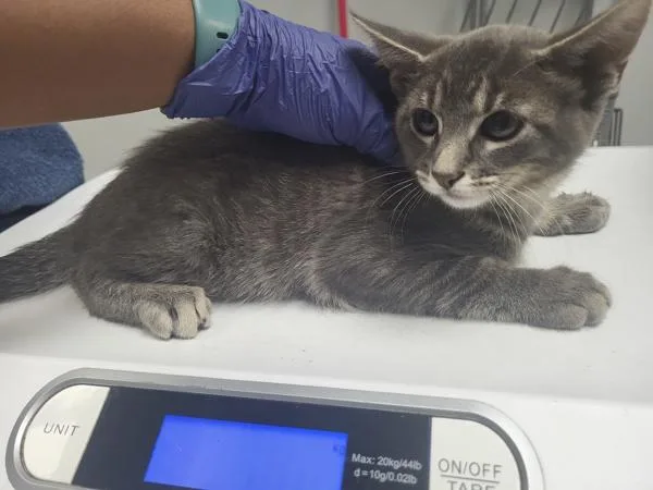 A baby small-sized male Domestic Short Hair cat named Nf Baymax for adoption in Lawrenceville, GA
