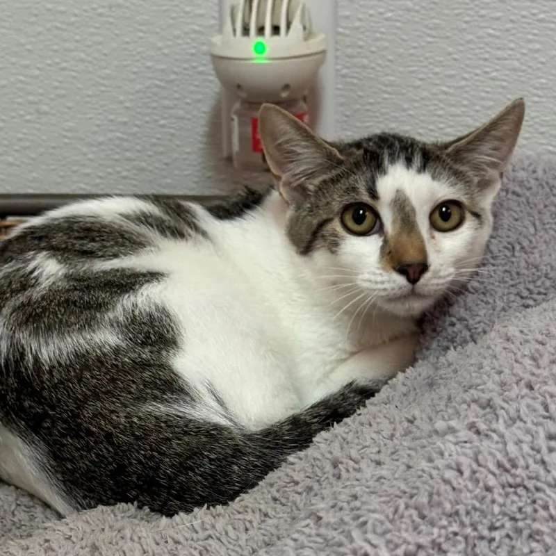A baby medium-sized male White Domestic Short Hair cat named Niblet for adoption in Decatur, GA