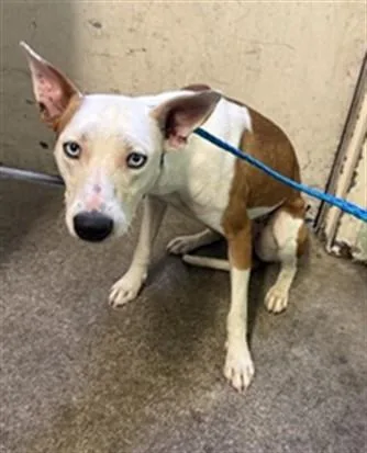 A young medium-sized female Border Collie dog named Mavis for adoption in Sacramento, CA