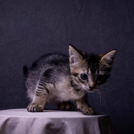 A baby small-sized male Brown / Chocolate Domestic Short Hair cat named Barthaolomew for adoption in Long Beach, CA