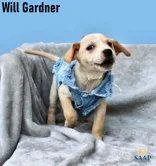 Will Gardner