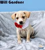 Will Gardner thumbnail 2