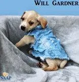 Will Gardner thumbnail 3