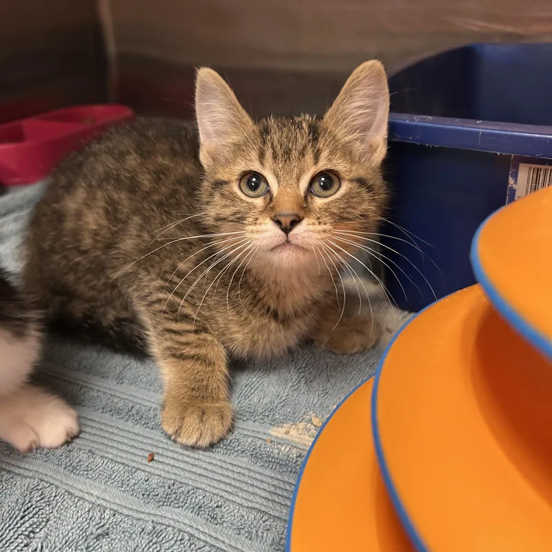 A baby medium-sized female Tabby (Brown / Chocolate) Domestic Short Hair cat named Gerber of for adoption in La Grange Park, IL