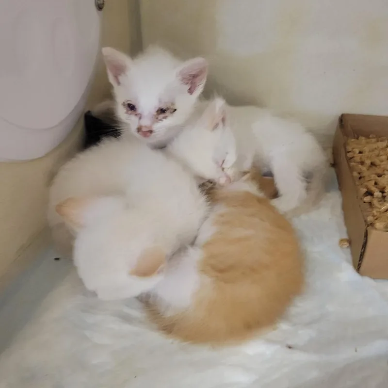 Sweet Chili thumbnail 2