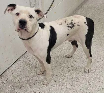 An adult large-sized male Black Pit Bull Terrier dog named Porter for adoption in Kansas City, MO