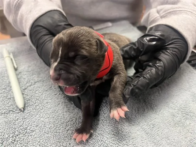 A baby small-sized female Pit Bull Terrier dog named A for adoption in Martinez, CA