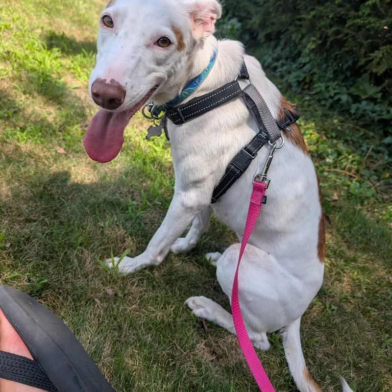 An adult small-sized female White / Cream Portuguese Podengo dog named Vixen for adoption in HANSON, MA