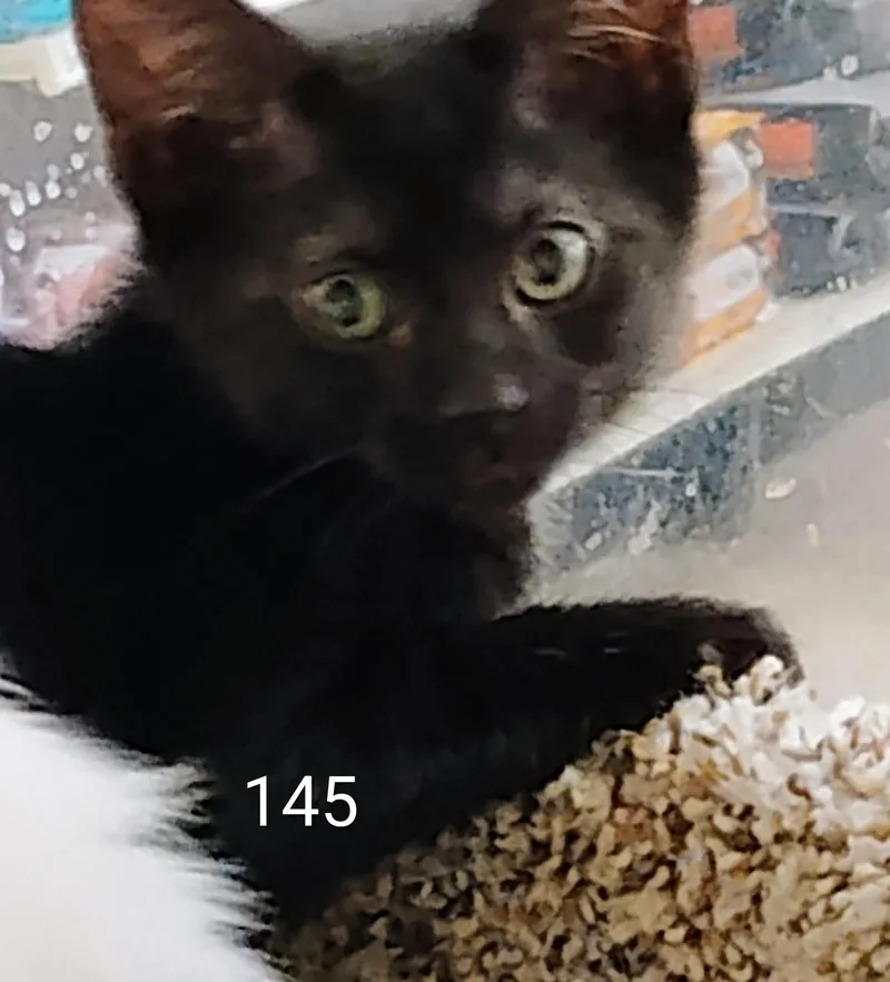 A young medium-sized male Black Domestic Short Hair cat named 145 for adoption in Williamsburg, VA