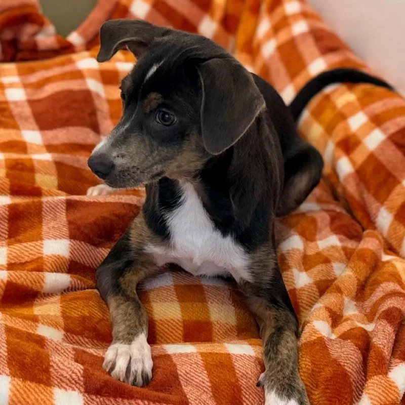 A baby medium-sized female Terrier dog named Tia for adoption in Green Bay, WI