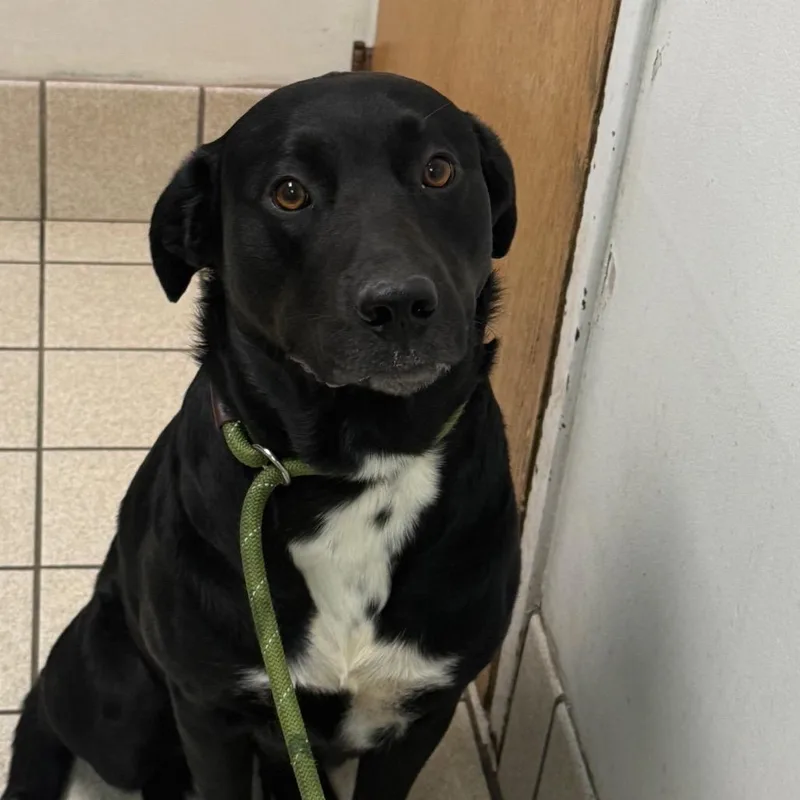 A young small-sized female Black Mixed Breed dog named Dottie Anne for adoption in Charleston, WV