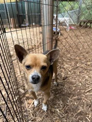 A senior small-sized male Chihuahua dog named Rocky for adoption in Cumming, GA