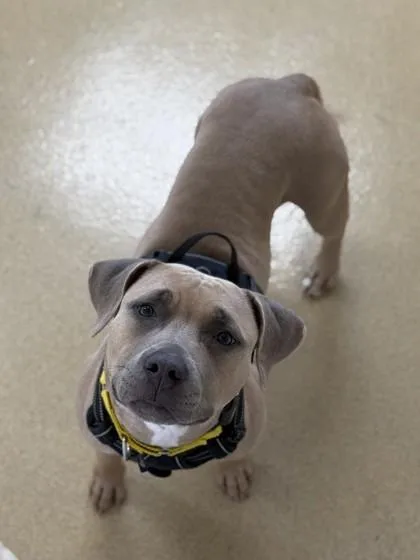 An adult medium-sized female Mixed Breed dog named Sahara for adoption in North Miami Beach, FL