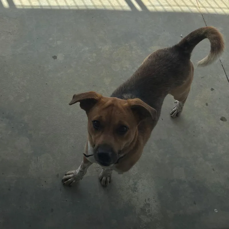 A young medium-sized female Brown / Chocolate Hound dog named Maya for adoption in Falmouth, KY