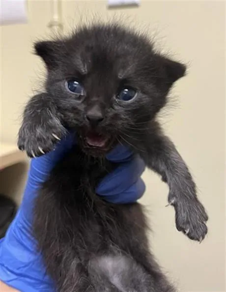 A baby small-sized male Domestic Short Hair cat named Coco Pebbles for adoption in Sacramento, CA