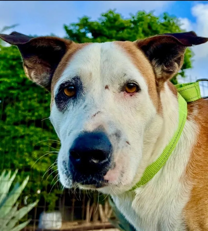 An adult medium-sized male Tricolor (Brown, Black, & White) Pit Bull Terrier dog named Scout for adoption in CHURCHVILLE, NY