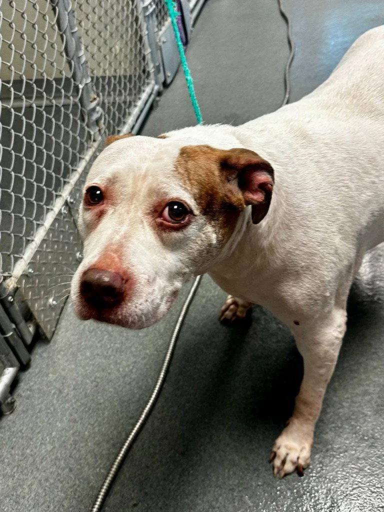 An adult large-sized female Pit Bull Terrier dog named DA  Piglet for adoption in Glen Allen, VA