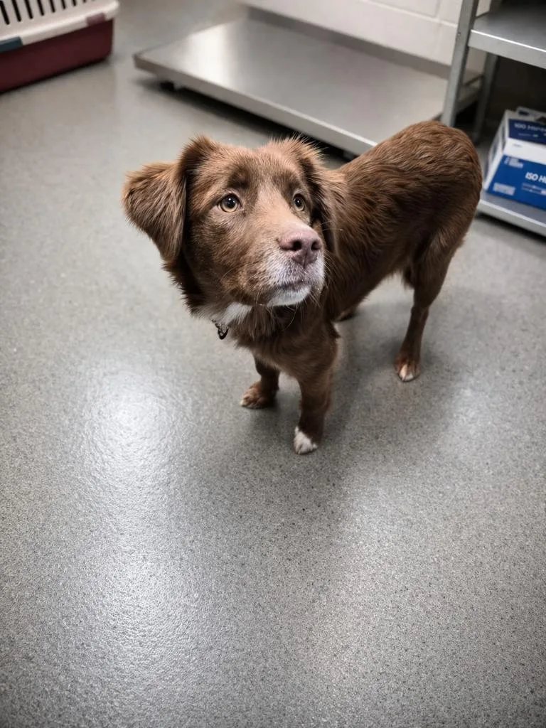 A young medium-sized female Mixed Breed dog named Margot for adoption in Rome, GA