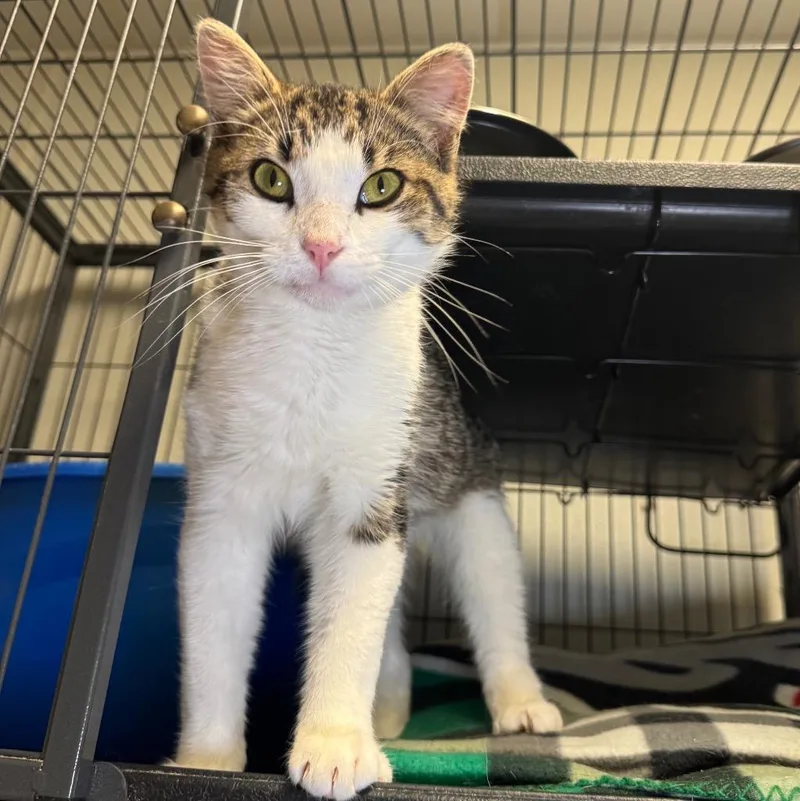 A baby medium-sized male Domestic Short Hair cat named Firecracker for adoption in Saginaw, MI