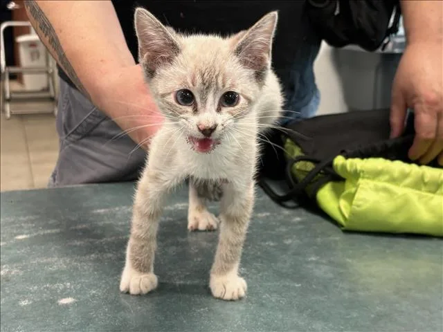A baby medium-sized female Domestic Short Hair cat named Pudding for adoption in Chatsworth, CA