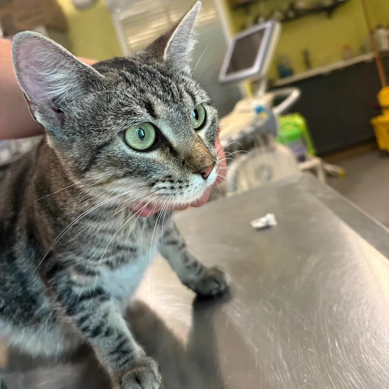 A young small-sized female Brown / Chocolate Domestic Short Hair cat named Klio for adoption in West Des Moines, IA