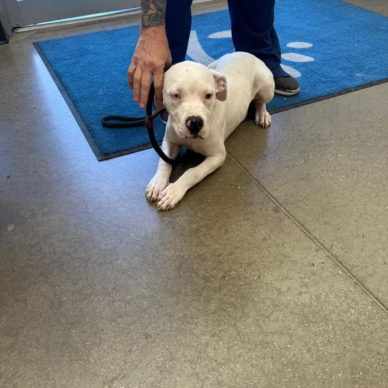 A baby medium-sized female White / Cream Pit Bull Terrier dog named YORKStray for adoption in York, PA