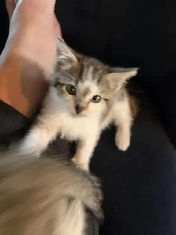 A baby small-sized female Domestic Short Hair cat named Candy for adoption in Grand Rapids, MI