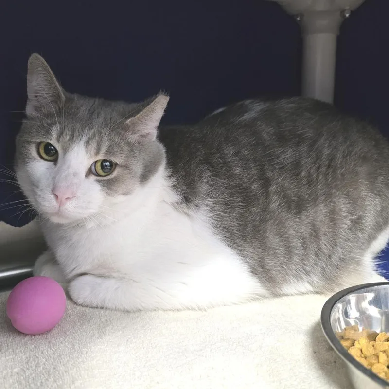 Tuxedo Jones thumbnail 2