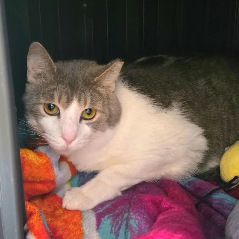 Tuxedo Jones thumbnail 3