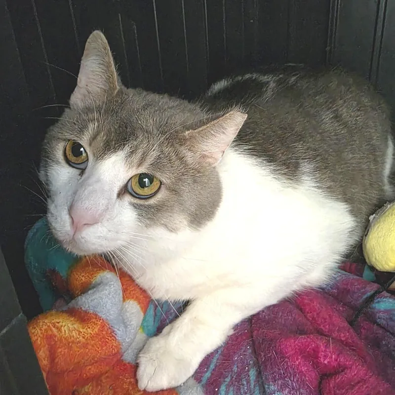 Tuxedo Jones thumbnail 4