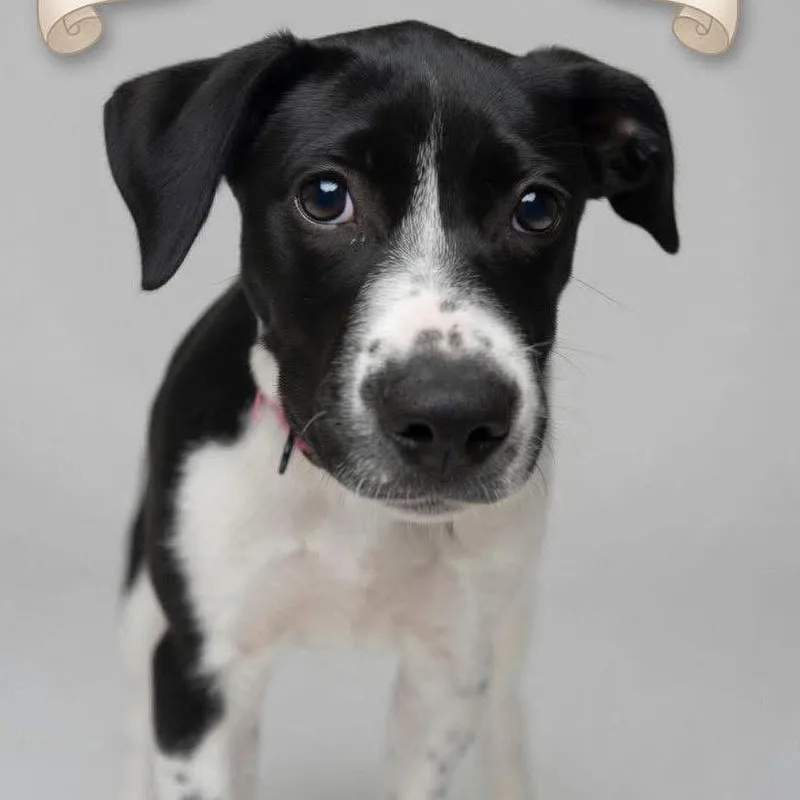 A young medium-sized female Jack Russell Terrier dog named Lorelei for adoption in Merriam, KS