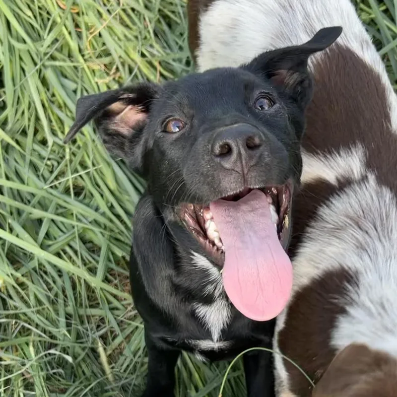 A baby medium-sized male Black Labrador Retriever dog named Griff for adoption in Brownsboro, AL