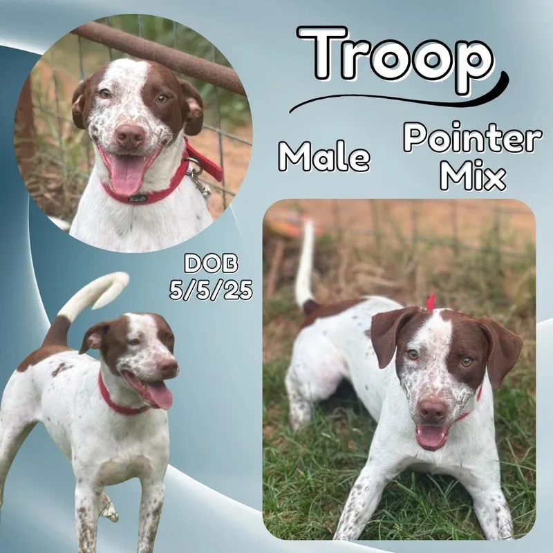 A young medium-sized male Brown / Chocolate German Shorthaired Pointer dog named Troop for adoption in Caldwell, TX