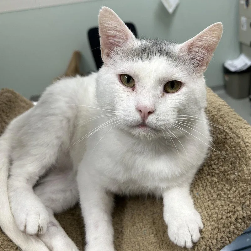 An adult medium-sized male Domestic Short Hair cat named Wiggles for adoption in New Castle, DE