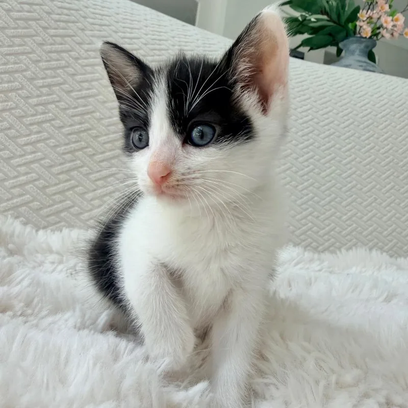 A baby small-sized female Black Domestic Short Hair cat named Jigglypuff for adoption in Chapel Hill, NC