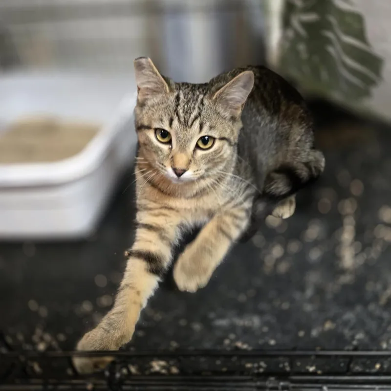 A baby small-sized female Domestic Short Hair cat named Marta for adoption in Allyn, WA