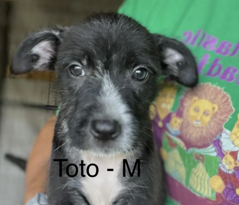 Toto