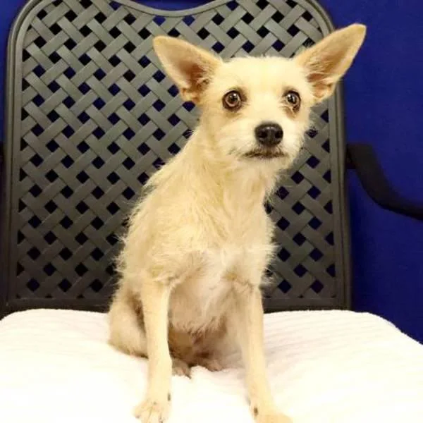 An adult small-sized female Cairn Terrier dog named Fizz for adoption in Midland, TX