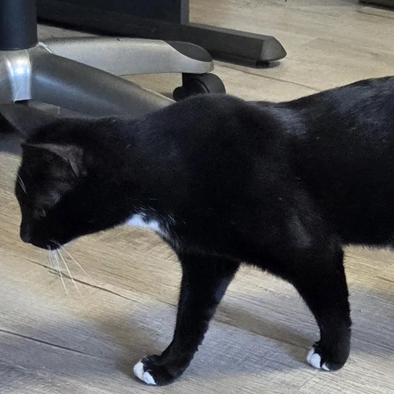 A young medium-sized male Black & White / Tuxedo Domestic Short Hair cat named Bowtie for adoption in SNOW HILL, NC