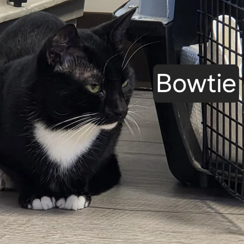 Bowtie thumbnail 2