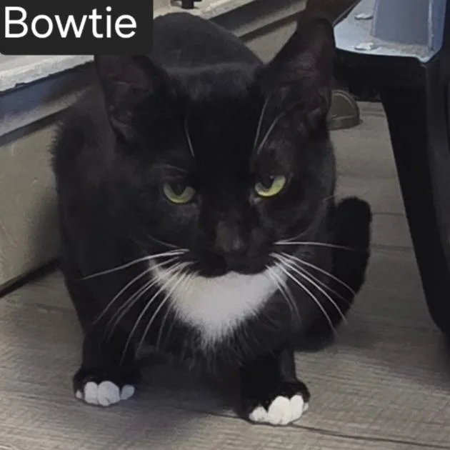 Bowtie thumbnail 3