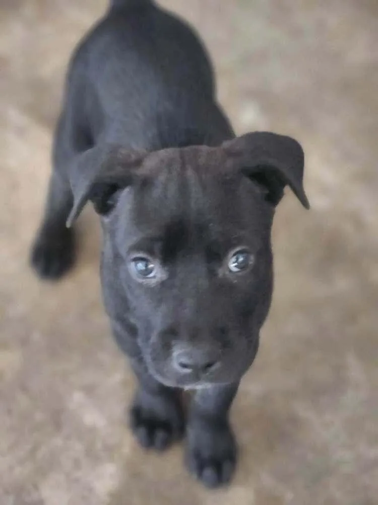 A baby medium-sized male Terrier dog named Sir Cedric for adoption in Candler, NC