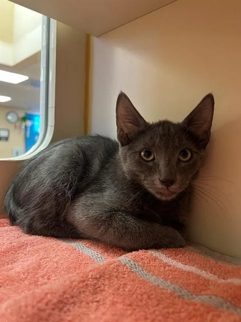A baby small-sized male Domestic Short Hair cat named Carbon for adoption in Blythe, CA
