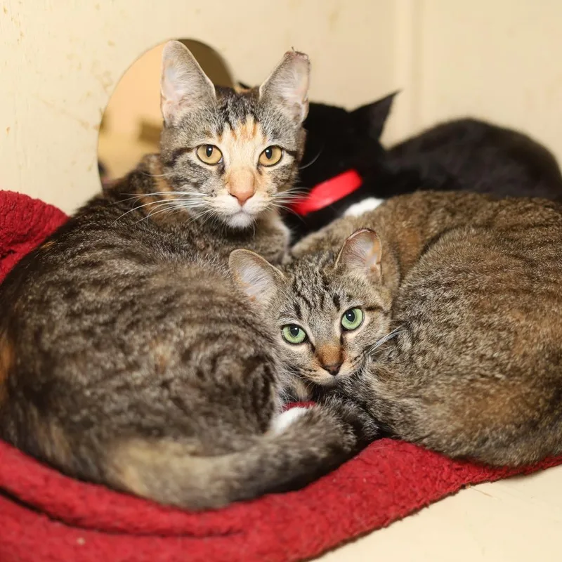 An adult small-sized female Torbie Domestic Short Hair cat named Latoya for adoption in Evansville, IN