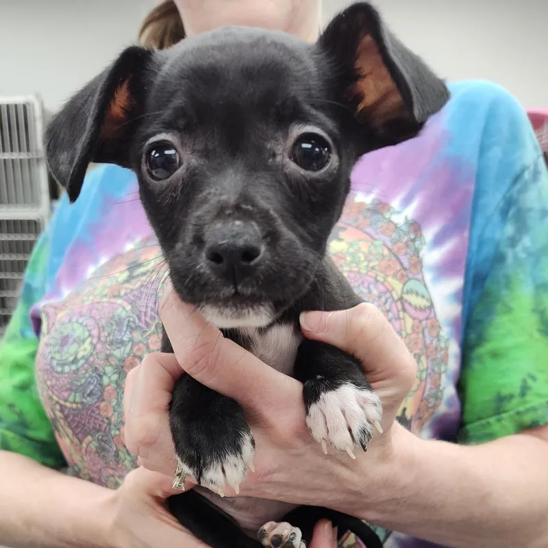 A baby small-sized female Black Mixed Breed dog named Marcie for adoption in Fredericksburg, VA