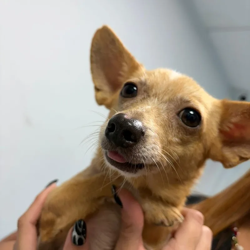 Panchito thumbnail 2